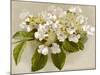 Var. Tomentosum Japanese Snowball Bush-null-Mounted Photographic Print