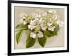 Var. Tomentosum Japanese Snowball Bush-null-Framed Photographic Print