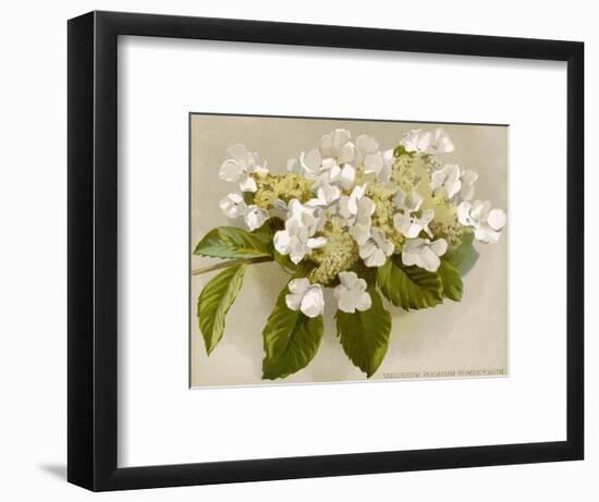 Var. Tomentosum Japanese Snowball Bush-null-Framed Photographic Print