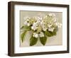 Var. Tomentosum Japanese Snowball Bush-null-Framed Photographic Print