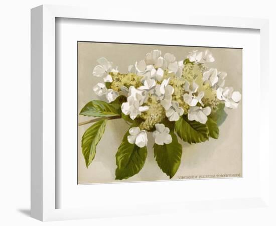 Var. Tomentosum Japanese Snowball Bush-null-Framed Photographic Print