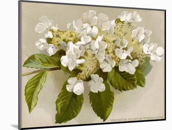 Var. Tomentosum Japanese Snowball Bush-null-Mounted Photographic Print