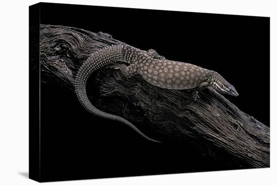 Varanus Acanthurus (Spiny-Tailed Monitor, Ridgetail Monitor)-Paul Starosta-Stretched Canvas