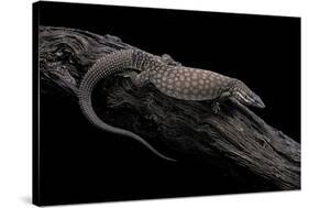 Varanus Acanthurus (Spiny-Tailed Monitor, Ridgetail Monitor)-Paul Starosta-Stretched Canvas