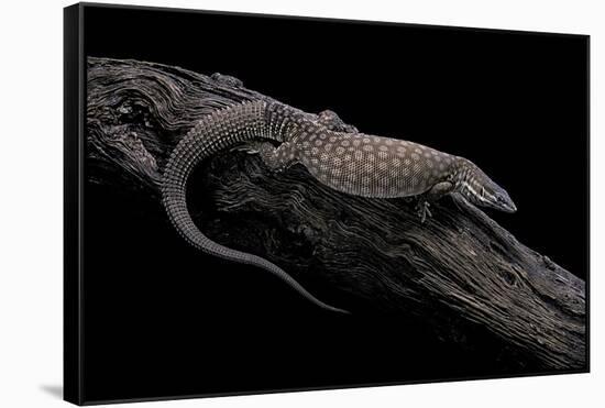 Varanus Acanthurus (Spiny-Tailed Monitor, Ridgetail Monitor)-Paul Starosta-Framed Stretched Canvas