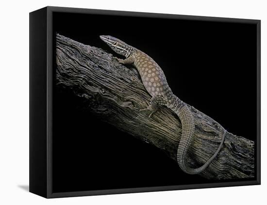 Varanus Acanthurus (Spiny-Tailed Monitor, Ridgetail Monitor)-Paul Starosta-Framed Stretched Canvas