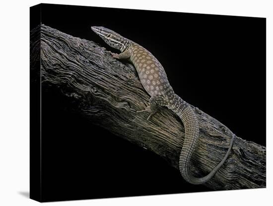 Varanus Acanthurus (Spiny-Tailed Monitor, Ridgetail Monitor)-Paul Starosta-Stretched Canvas