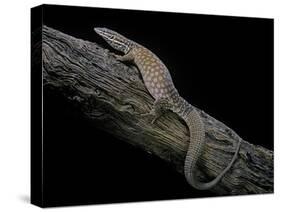 Varanus Acanthurus (Spiny-Tailed Monitor, Ridgetail Monitor)-Paul Starosta-Stretched Canvas