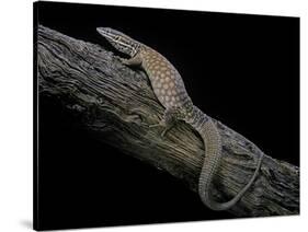 Varanus Acanthurus (Spiny-Tailed Monitor, Ridgetail Monitor)-Paul Starosta-Stretched Canvas