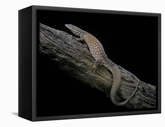 Varanus Acanthurus (Spiny-Tailed Monitor, Ridgetail Monitor)-Paul Starosta-Framed Stretched Canvas