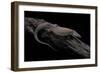 Varanus Acanthurus (Spiny-Tailed Monitor, Ridgetail Monitor)-Paul Starosta-Framed Photographic Print