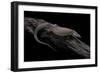 Varanus Acanthurus (Spiny-Tailed Monitor, Ridgetail Monitor)-Paul Starosta-Framed Photographic Print