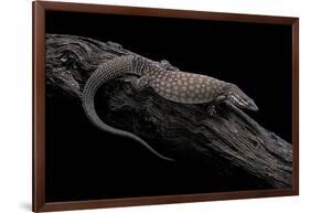 Varanus Acanthurus (Spiny-Tailed Monitor, Ridgetail Monitor)-Paul Starosta-Framed Photographic Print