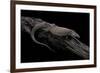 Varanus Acanthurus (Spiny-Tailed Monitor, Ridgetail Monitor)-Paul Starosta-Framed Photographic Print