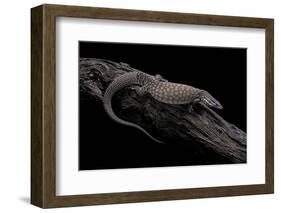 Varanus Acanthurus (Spiny-Tailed Monitor, Ridgetail Monitor)-Paul Starosta-Framed Photographic Print