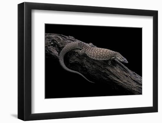 Varanus Acanthurus (Spiny-Tailed Monitor, Ridgetail Monitor)-Paul Starosta-Framed Photographic Print