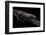 Varanus Acanthurus (Spiny-Tailed Monitor, Ridgetail Monitor)-Paul Starosta-Framed Photographic Print