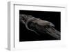 Varanus Acanthurus (Spiny-Tailed Monitor, Ridgetail Monitor)-Paul Starosta-Framed Photographic Print