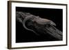 Varanus Acanthurus (Spiny-Tailed Monitor, Ridgetail Monitor)-Paul Starosta-Framed Photographic Print