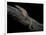Varanus Acanthurus (Spiny-Tailed Monitor, Ridgetail Monitor)-Paul Starosta-Framed Photographic Print