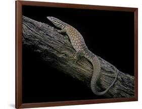 Varanus Acanthurus (Spiny-Tailed Monitor, Ridgetail Monitor)-Paul Starosta-Framed Photographic Print