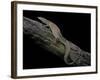 Varanus Acanthurus (Spiny-Tailed Monitor, Ridgetail Monitor)-Paul Starosta-Framed Photographic Print