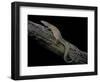 Varanus Acanthurus (Spiny-Tailed Monitor, Ridgetail Monitor)-Paul Starosta-Framed Photographic Print