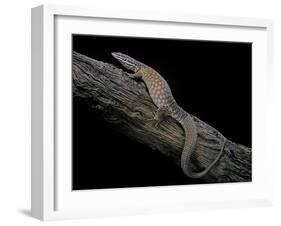 Varanus Acanthurus (Spiny-Tailed Monitor, Ridgetail Monitor)-Paul Starosta-Framed Photographic Print