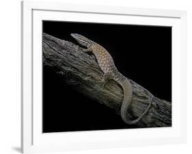 Varanus Acanthurus (Spiny-Tailed Monitor, Ridgetail Monitor)-Paul Starosta-Framed Photographic Print