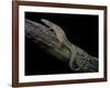 Varanus Acanthurus (Spiny-Tailed Monitor, Ridgetail Monitor)-Paul Starosta-Framed Photographic Print