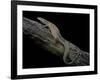 Varanus Acanthurus (Spiny-Tailed Monitor, Ridgetail Monitor)-Paul Starosta-Framed Photographic Print