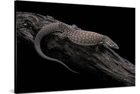 Varanus Acanthurus (Spiny-Tailed Monitor, Ridgetail Monitor)-Paul Starosta-Stretched Canvas