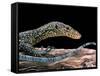 Varanus Doreanus (Bluetail Monitor)-Paul Starosta-Framed Stretched Canvas