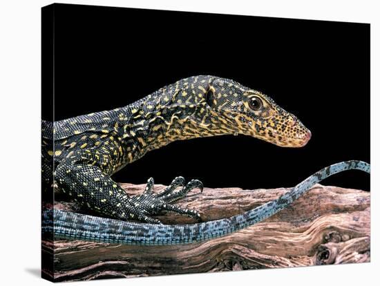 Varanus Doreanus (Bluetail Monitor)-Paul Starosta-Stretched Canvas