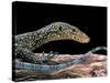 Varanus Doreanus (Bluetail Monitor)-Paul Starosta-Stretched Canvas