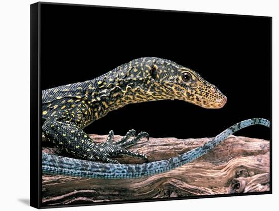 Varanus Doreanus (Bluetail Monitor)-Paul Starosta-Framed Stretched Canvas