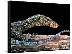 Varanus Doreanus (Bluetail Monitor)-Paul Starosta-Framed Stretched Canvas