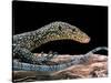 Varanus Doreanus (Bluetail Monitor)-Paul Starosta-Stretched Canvas