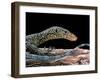 Varanus Doreanus (Bluetail Monitor)-Paul Starosta-Framed Premium Photographic Print