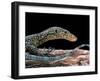 Varanus Doreanus (Bluetail Monitor)-Paul Starosta-Framed Premium Photographic Print