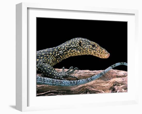 Varanus Doreanus (Bluetail Monitor)-Paul Starosta-Framed Premium Photographic Print