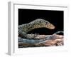 Varanus Doreanus (Bluetail Monitor)-Paul Starosta-Framed Premium Photographic Print