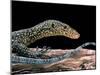 Varanus Doreanus (Bluetail Monitor)-Paul Starosta-Mounted Premium Photographic Print