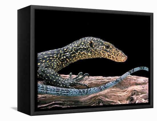 Varanus Doreanus (Bluetail Monitor)-Paul Starosta-Framed Stretched Canvas