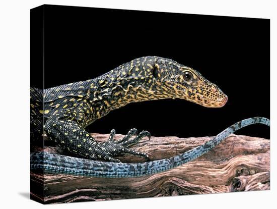 Varanus Doreanus (Bluetail Monitor)-Paul Starosta-Stretched Canvas