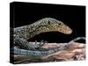 Varanus Doreanus (Bluetail Monitor)-Paul Starosta-Stretched Canvas