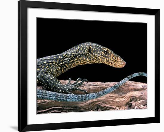 Varanus Doreanus (Bluetail Monitor)-Paul Starosta-Framed Photographic Print