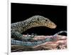 Varanus Doreanus (Bluetail Monitor)-Paul Starosta-Framed Photographic Print