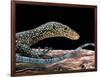 Varanus Doreanus (Bluetail Monitor)-Paul Starosta-Framed Photographic Print