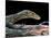 Varanus Doreanus (Bluetail Monitor)-Paul Starosta-Mounted Photographic Print